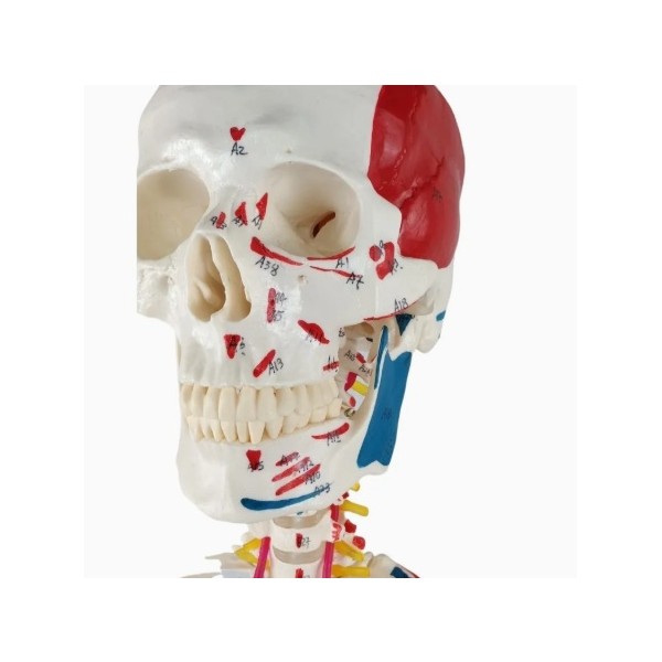 Kostur z mišićima - 180 cm 11201-1