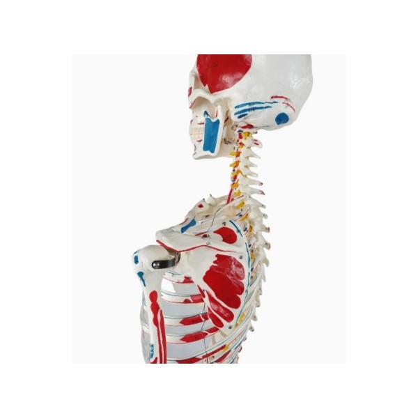 Kostur z mišićima - 180 cm 11201-1