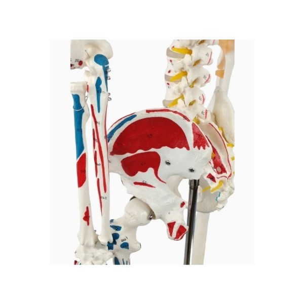 Kostur z mišićima - 180 cm 11201-1