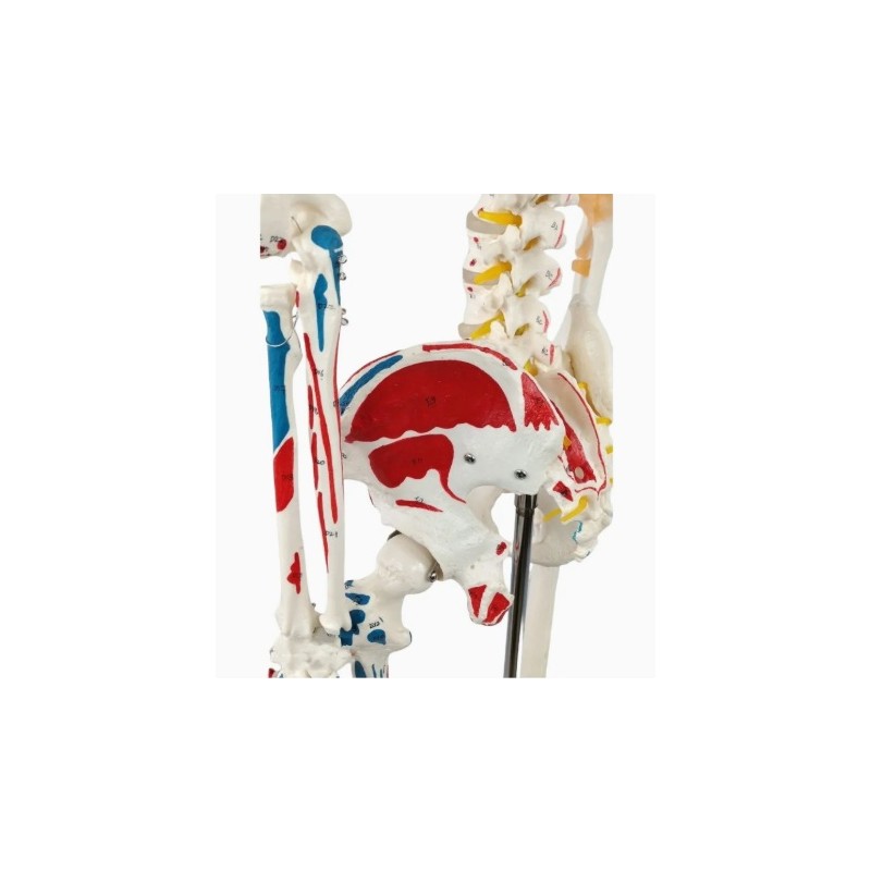 Kostur z mišićima - 180 cm 11201-1