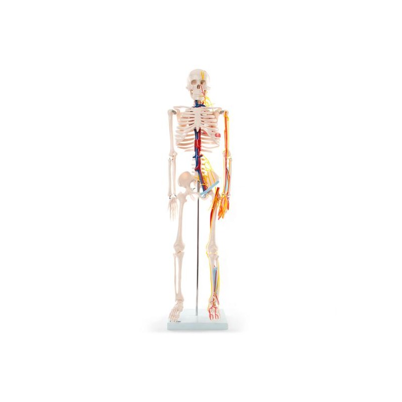 Anatómiai modell ideg- és vénás rendszer - 85 cm