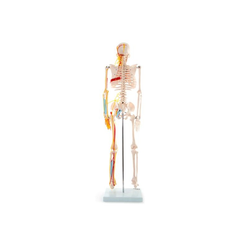 Anatomski model okostnjaka živci&žile - 85 cm