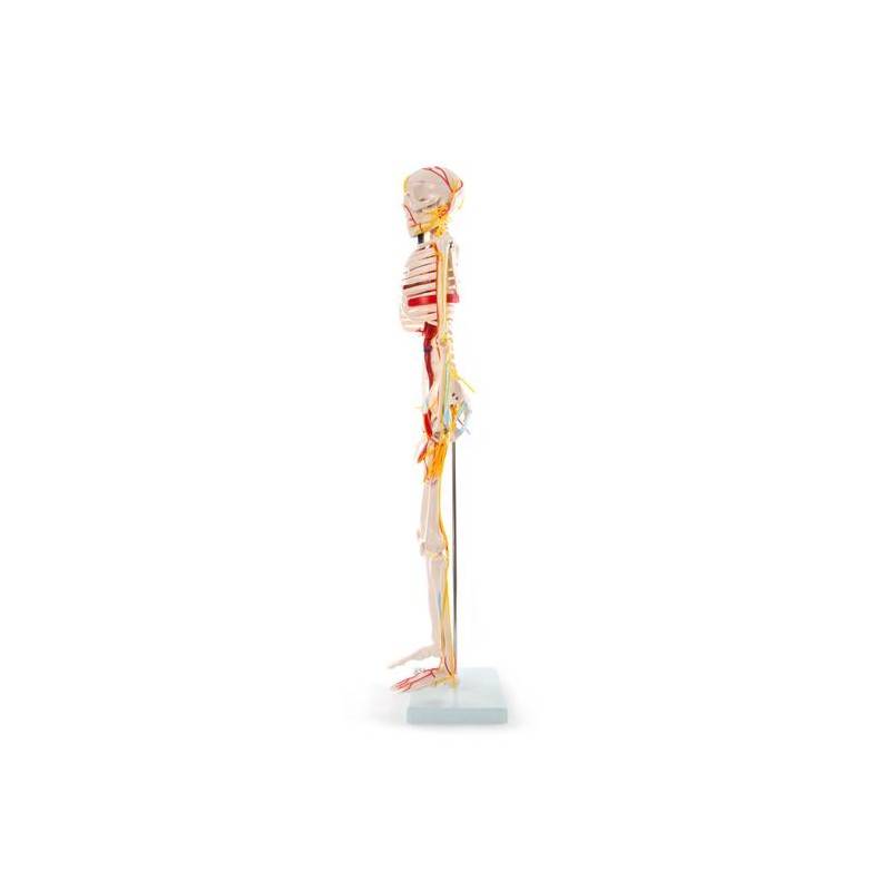 Anatomski model skeletnih živaca i vena - 85 cm
