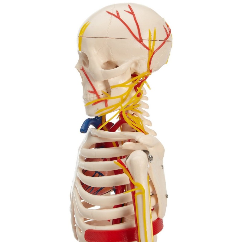 Anatomski model skeletnih živaca i vena - 85 cm