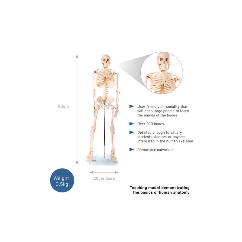 Anatomski model kostura - 85 cm XC-102