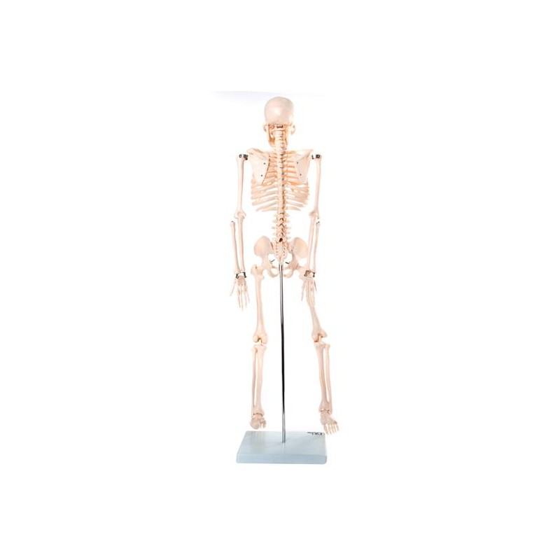 Anatomski model kostura - 85 cm XC-102