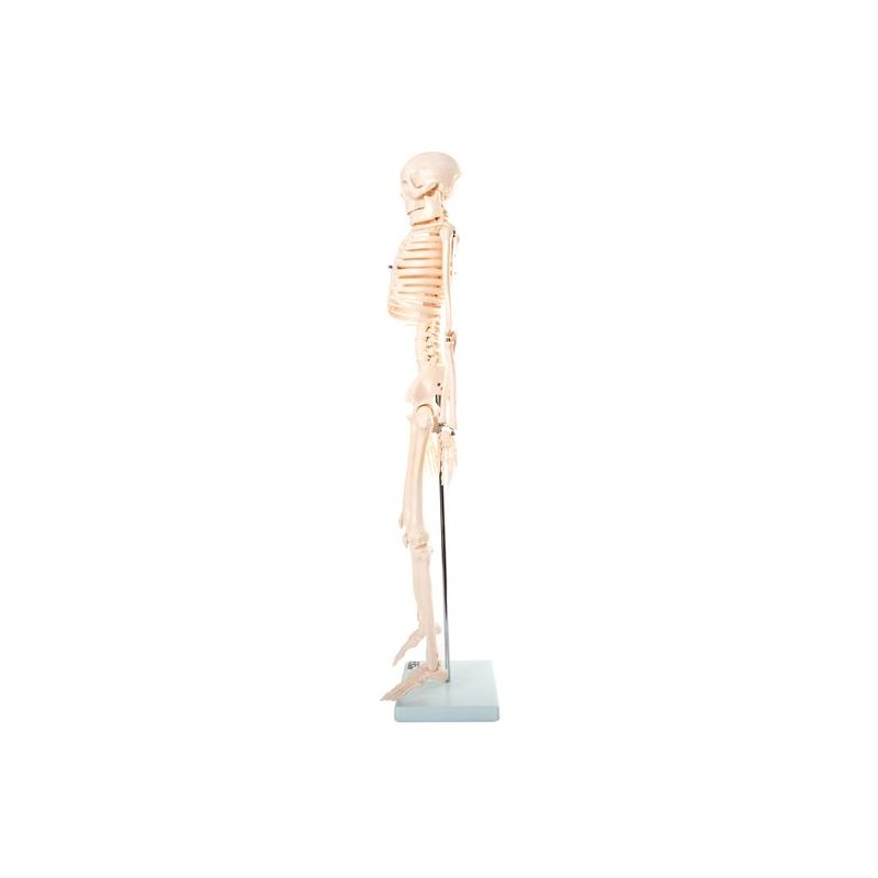 Anatómiai csontváz modell - 85 cm XC-102
