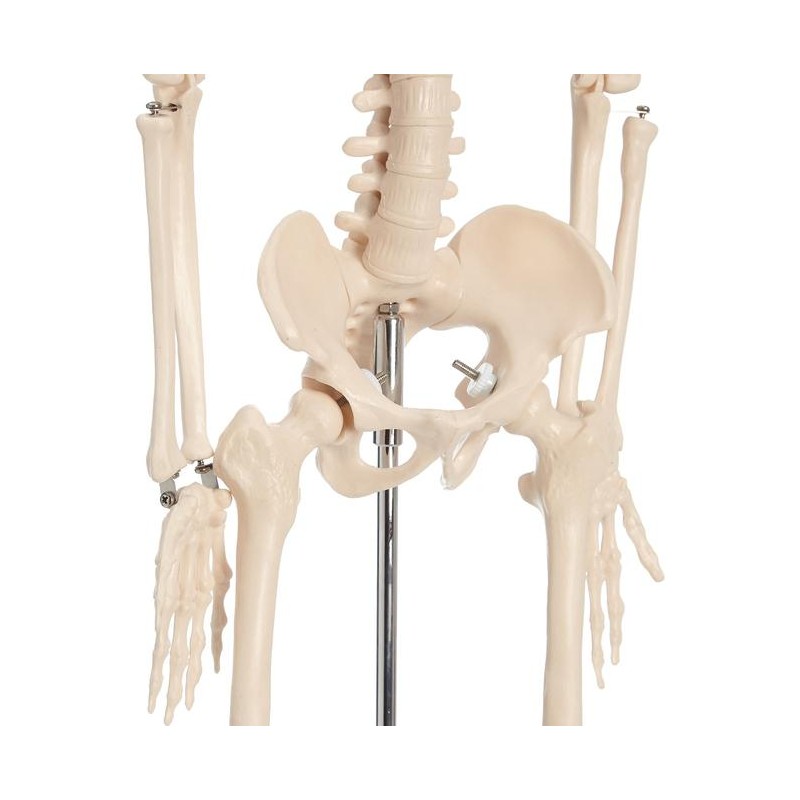 Anatomski model kostura - 85 cm XC-102