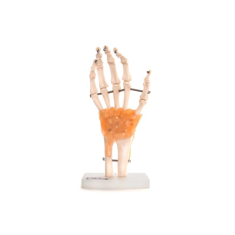 Anatomski model ruke  11209-5