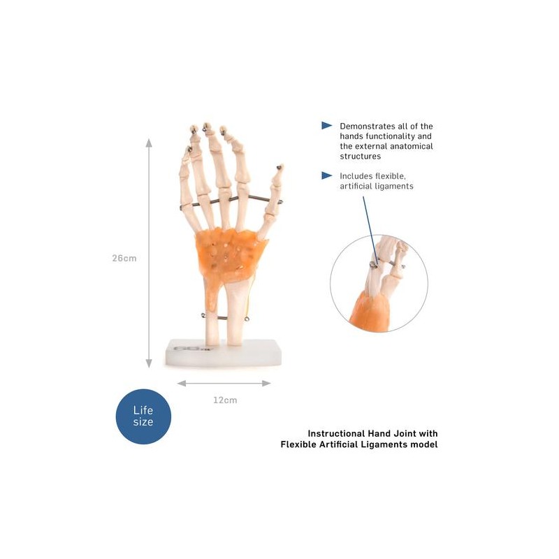 Anatomski model ruke  11209-5