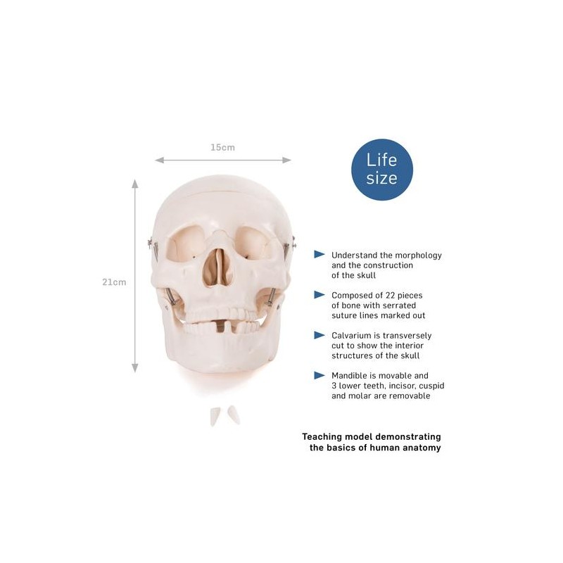 Anatomski model ljudske lubanje XC-104