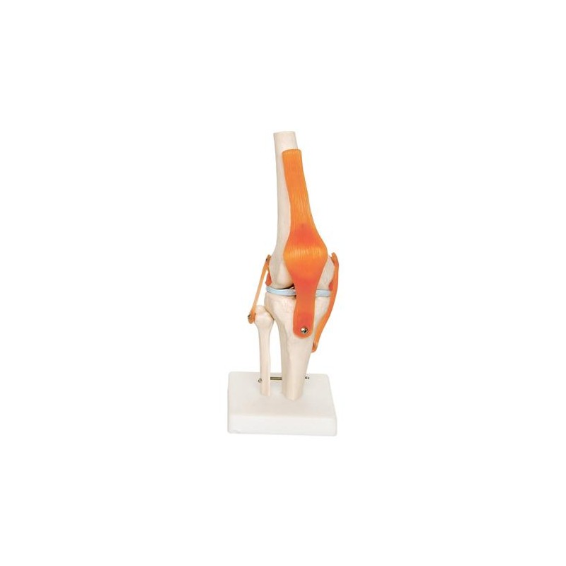 Anatomski model koljena XC-111