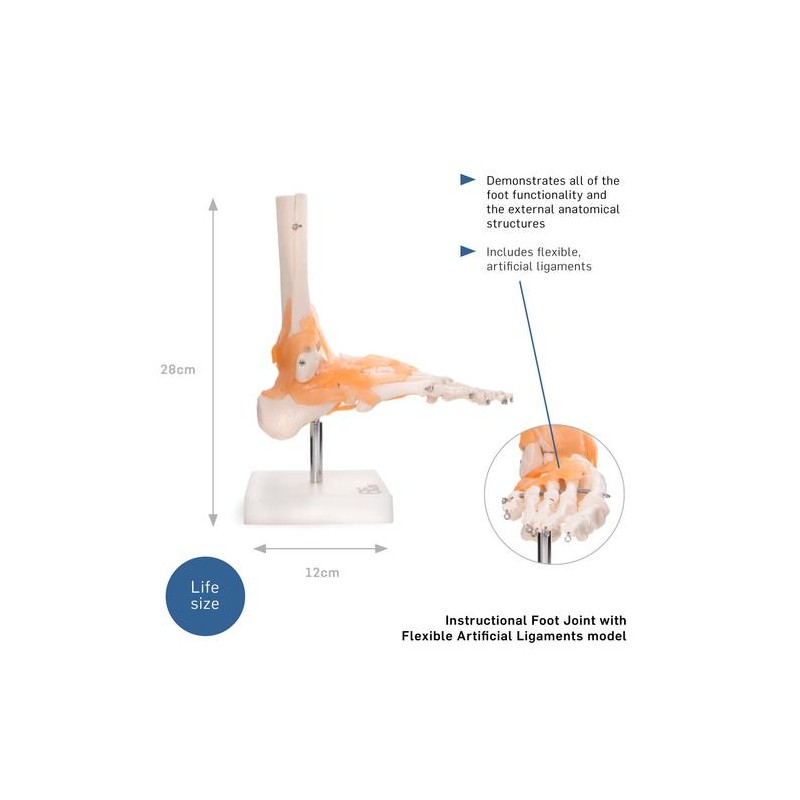Anatómiai lábmodell szalagokkal XC-113A