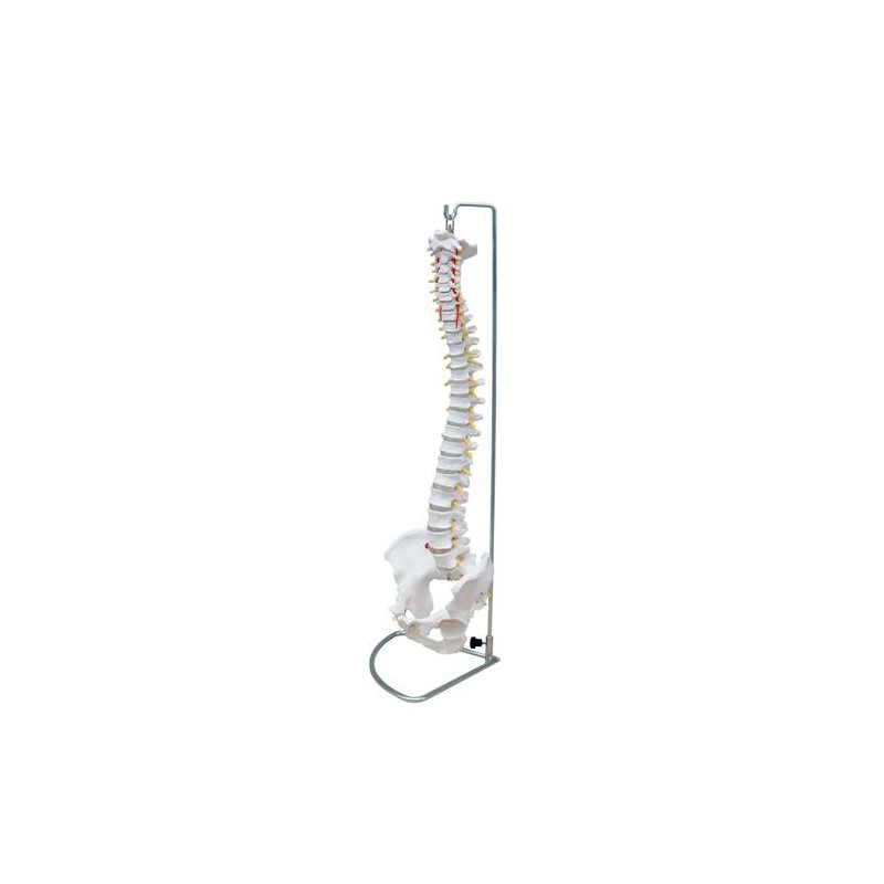 Anatomski model kralježnice sa zdjelicom, fleksibilan 11105