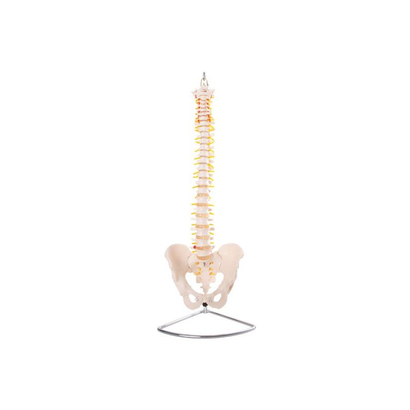 Anatomski model kralježnice sa zdjelicom, fleksibilan 11105