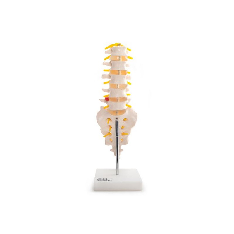 Anatomski model lumbalnih kralježaka sa križnom kosti i zatiljkom 11104