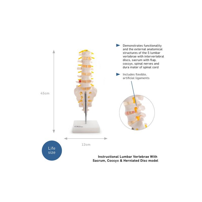 Anatomski model lumbalnih kralježaka sa križnom kosti i zatiljkom 11104