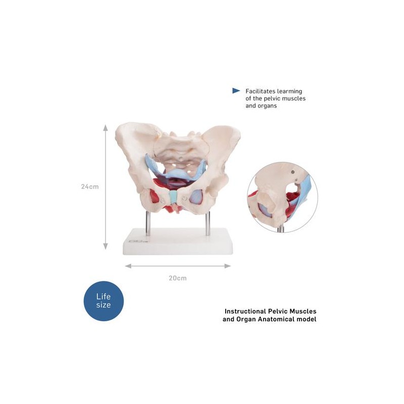 Anatomski model ženske zdjelice s organima XC-125