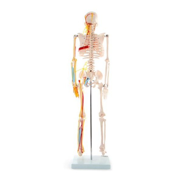 Anatomski model skeletnih živaca i vena - 85 cm