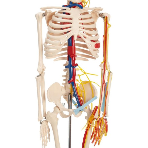Anatomski model okostnjaka živci&žile - 85 cm