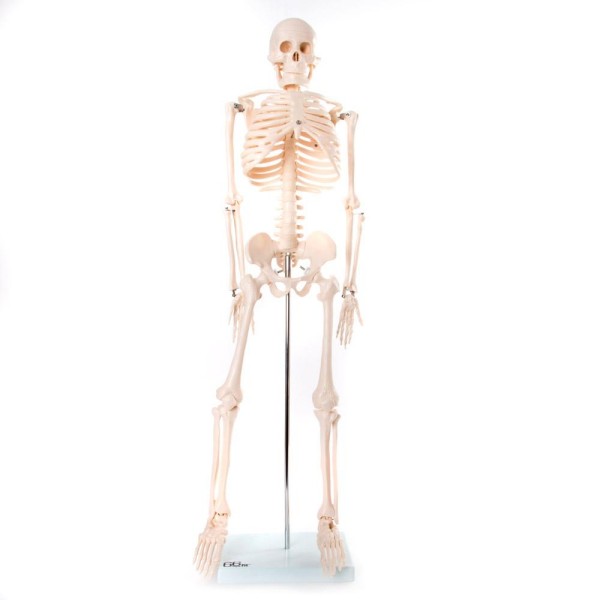 Anatomski model kostura - 85 cm XC-102