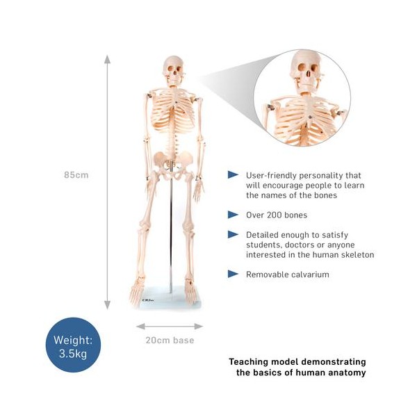 Anatomski model kostura - 85 cm XC-102