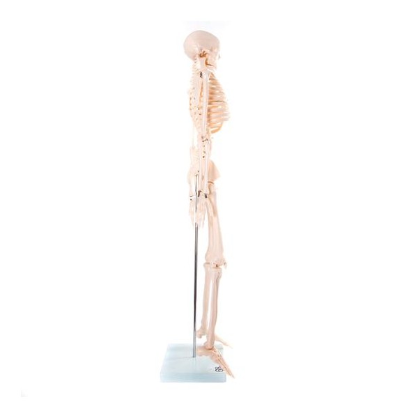Anatomski model kostura - 85 cm XC-102