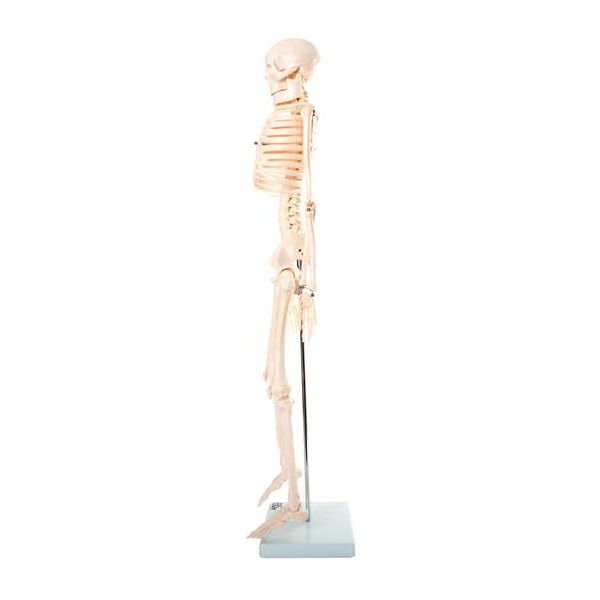 Anatomski model kostura - 85 cm XC-102