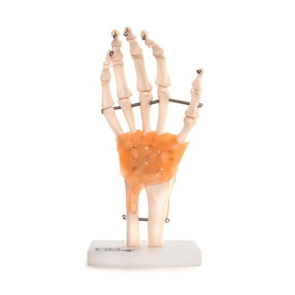 Anatomski model ruke  11209-5