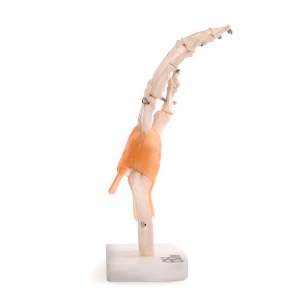 Anatomski model ruke  11209-5