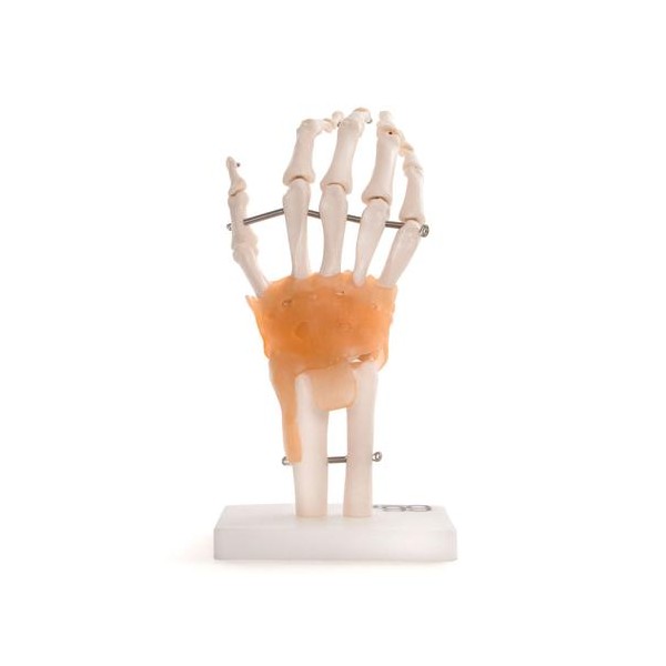 Anatomski model ruke  11209-5