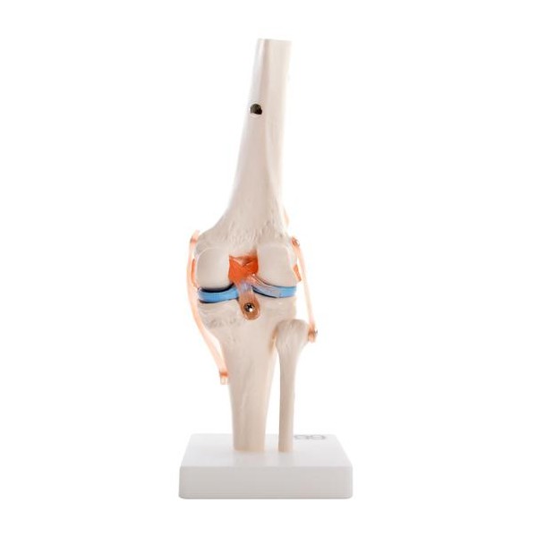 Anatomski model koljena XC-111