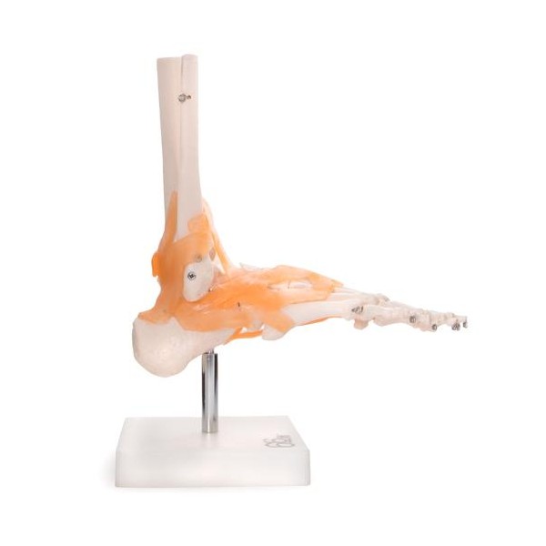 Anatómiai lábmodell szalagokkal XC-113A