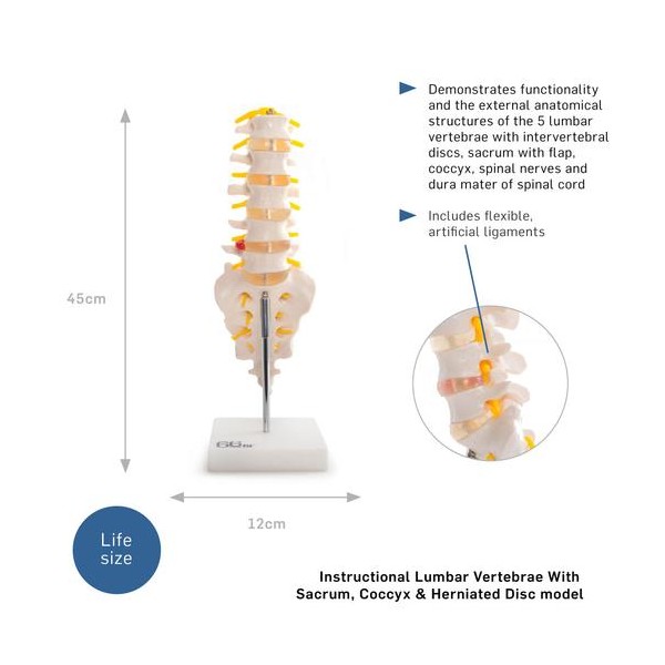 Anatomski model lumbalnih kralježaka sa križnom kosti i zatiljkom 11104