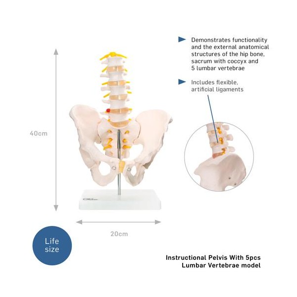 Anatomski model zdjelice s pet lumbalnih kralježaka XC-115