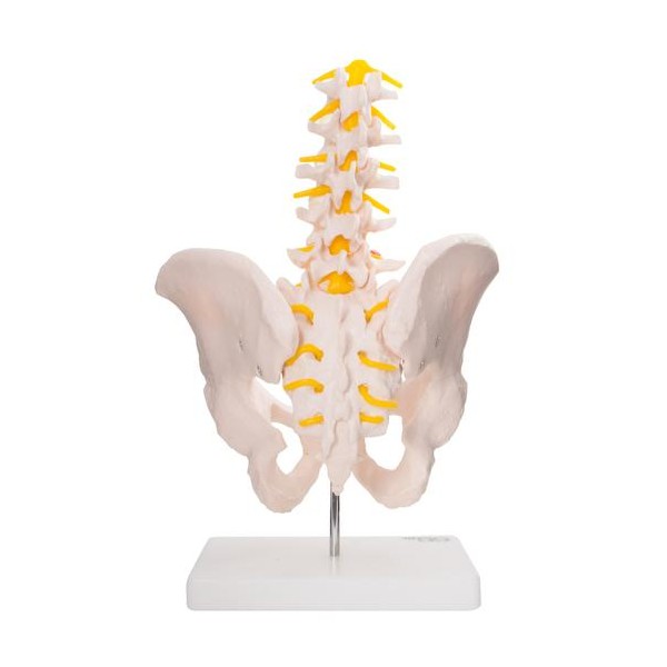 Anatomski model zdjelice s pet lumbalnih kralježaka XC-115