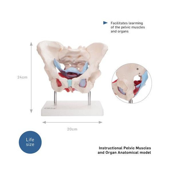 Anatomski model ženske zdjelice s organima XC-125