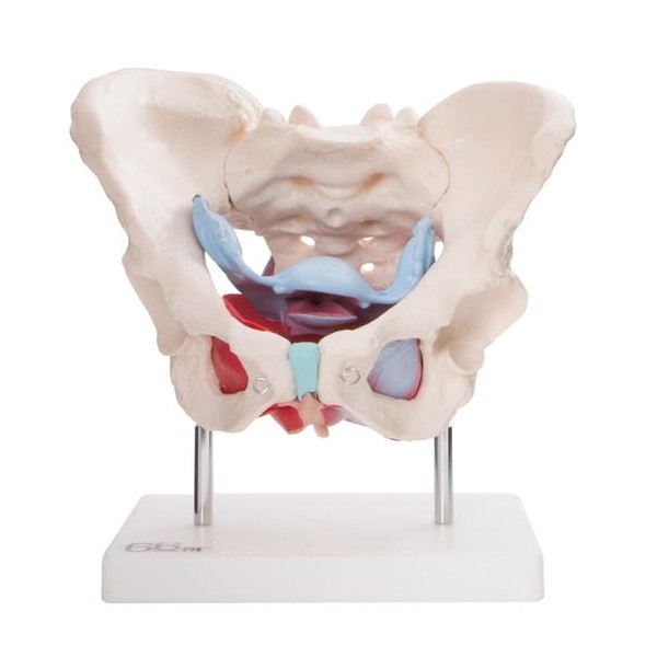 Anatomski model ženske zdjelice s organima XC-125