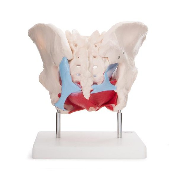 Anatomski model ženske zdjelice s organima XC-125