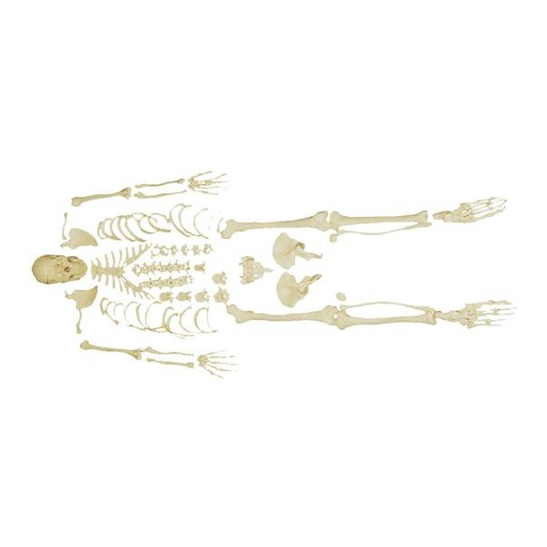 Ljudski kostur s lubanjom XC-130
