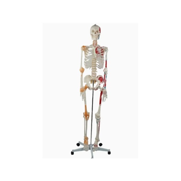 Kostur z mišićima - 180 cm 11201-1