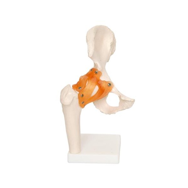 Anatomski model kuka 11209-4