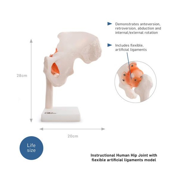 Anatomski model kuka 11209-4