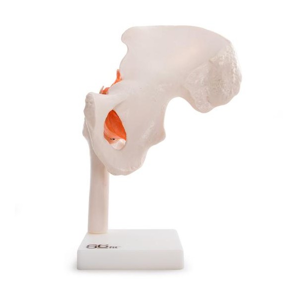 Anatomski model kuka 11209-4