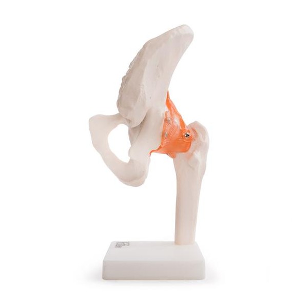 Anatomski model kuka 11209-4
