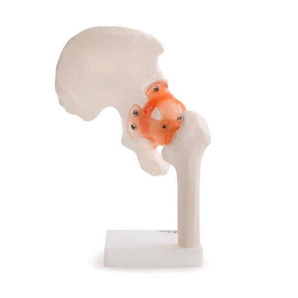 Anatomski model kuka 11209-4