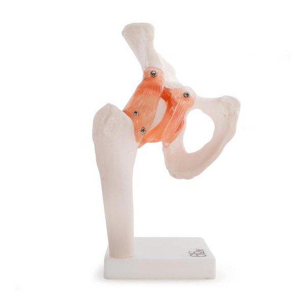 Anatomski model kuka 11209-4