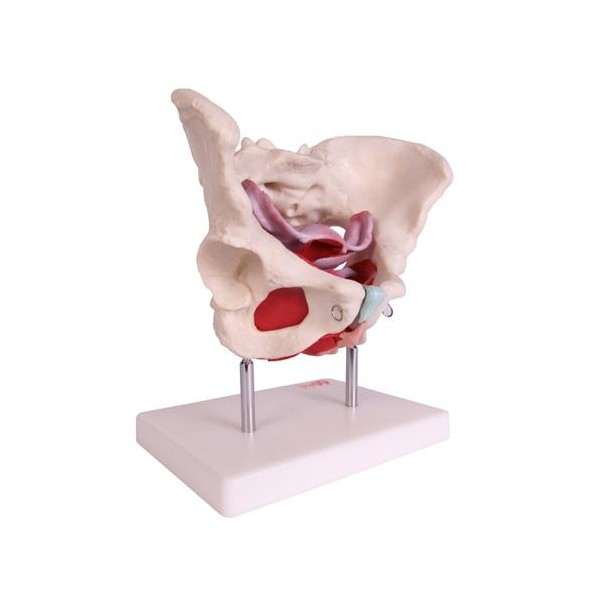 Anatomski model ženske zdjelice s organima 11128