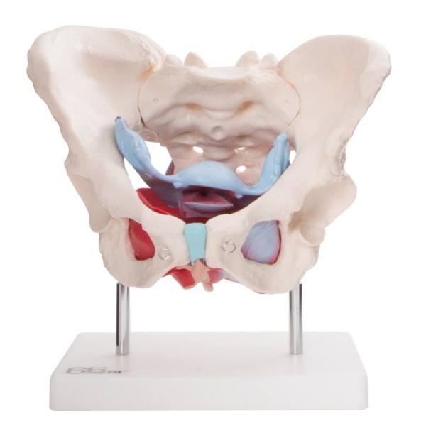 Anatomski model ženske zdjelice s organima 11128