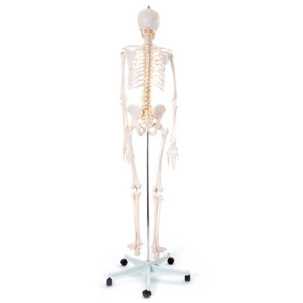 Kostur - 180 cm 11101